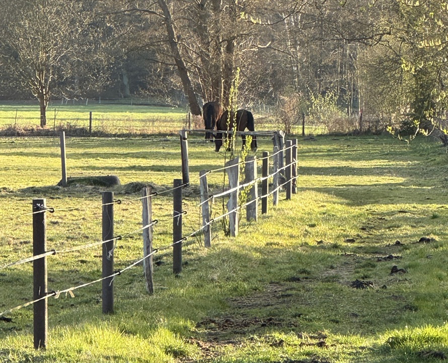 Weide hinten