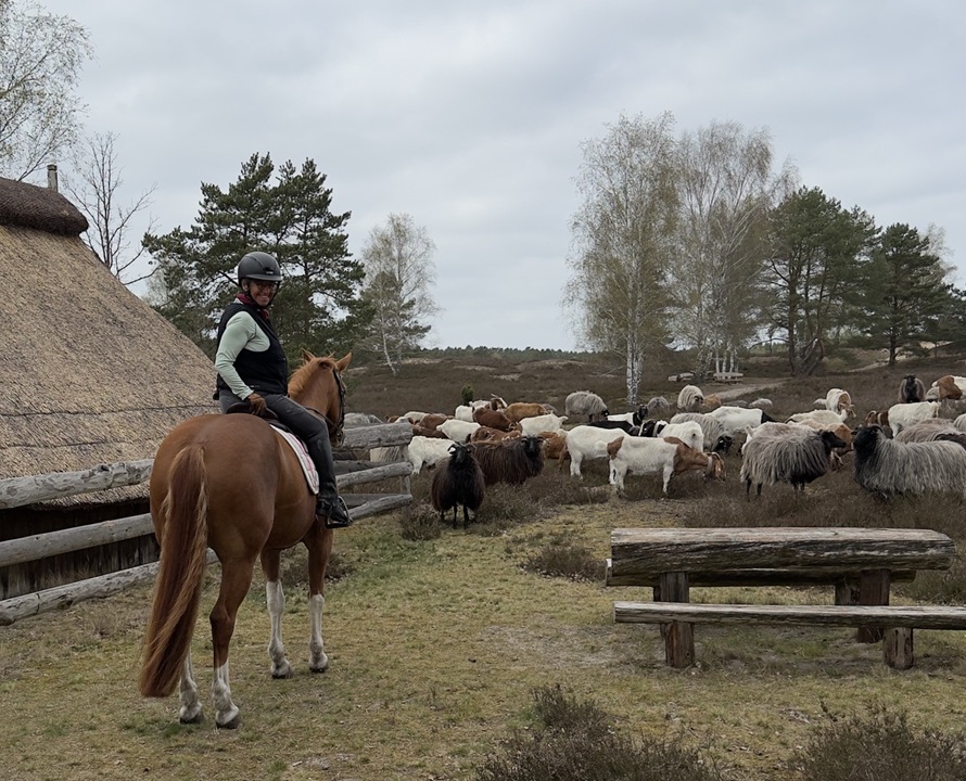 Ausritt in die Nemitzer Heide